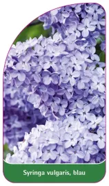 etykieta-szkolkarska-syringa-vulgaris-blau-b