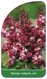 etykieta-szkolkarska-syringa-vulgaris-rot