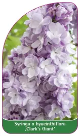 etykieta-szkolkarska-syringa-x-hyacinthiflora-clark-s-giant-standard