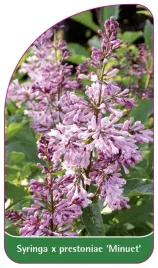 etykieta-szkolkarska-syringa-x-prestoniae-minuet
