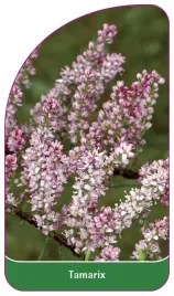 etykieta-szkolkarska-tamarix