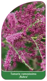 etykieta-szkolkarska-tamarix-ramosissima-rubra