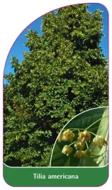 etykieta-szkolkarska-tilia-americana-b