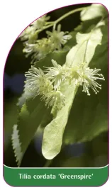 etykieta-szkolkarska-tilia-cordata-greenspire