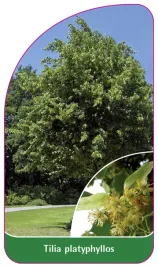 etykieta-szkolkarska-tilia-platyphyllos