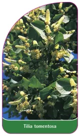 etykieta-szkolkarska-tilia-tomentosa