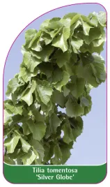 etykieta-szkolkarska-tilia-tomentosa-silver-globe