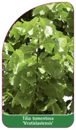 etykieta-szkolkarska-tilia-tomentosa-vratislaviensis