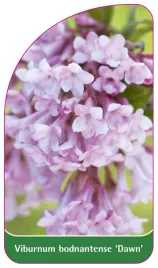 etykieta-szkolkarska-viburnum-bodnantense-dawn