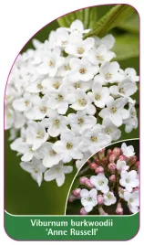 etykieta-szkolkarska-viburnum-burkwoodii-anne-russell