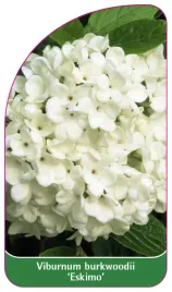 etykieta-szkolkarska-viburnum-burkwoodii-eskimo