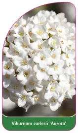 etykieta-szkolkarska-viburnum-carlesii-aurora