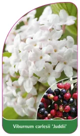 etykieta-szkolkarska-viburnum-carlesii-juddii