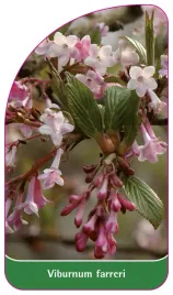 etykieta-szkolkarska-viburnum-farreri