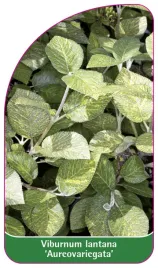 etykieta-szkolkarska-viburnum-lantana-aureovariegata