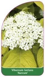 etykieta-szkolkarska-viburnum-lantana-aureum