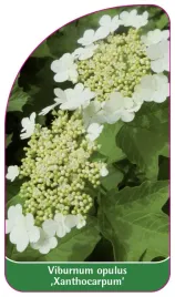 etykieta-szkolkarska-viburnum-opulus-xanthocarpum
