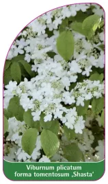 etykieta-szkolkarska-viburnum-plicatum-f-tomentosum-shasta
