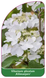 etykieta-szkolkarska-viburnum-plicatum-kilimanjaro