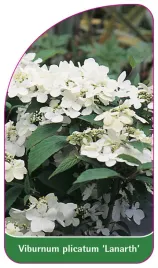 etykieta-szkolkarska-viburnum-plicatum-lanarth