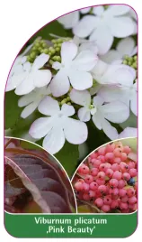 etykieta-szkolkarska-viburnum-plicatum-pink-beauty