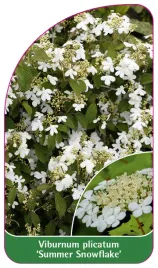 etykieta-szkolkarska-viburnum-plicatum-summer-snowflake