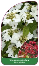 etykieta-szkolkarska-viburnum-plicatum-watanabe