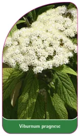 etykieta-szkolkarska-viburnum-pragnese