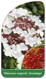 etykieta-szkolkarska-viburnum-sargentii-onondaga-a