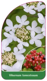 etykieta-szkolkarska-viburnum-tomentosum