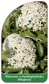 etykieta-szkolkarska-viburnum-x-rhytidophylliodes-alleghany