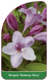 etykieta-szkolkarska-weigela-boskoop-glory
