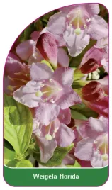 etykieta-szkolkarska-weigela-florida
