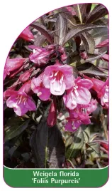 etykieta-szkolkarska-weigela-florida-foliis-purpureis