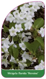 etykieta-szkolkarska-weigela-florida-heroine