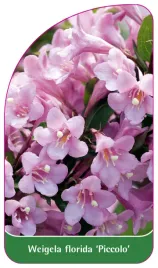 etykieta-szkolkarska-weigela-florida-piccolo