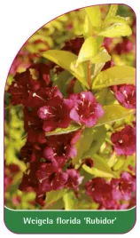 etykieta-szkolkarska-weigela-florida-rubidor