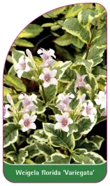 etykieta-szkolkarska-weigela-florida-variegata