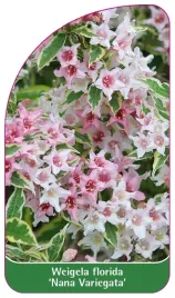 etykieta-szkolkarska-weigela-florida-nana-variegata