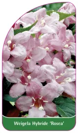 etykieta-szkolkarska-weigela-hybride-rosea