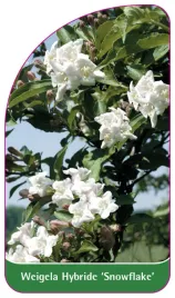 etykieta-szkolkarska-weigela-hybride-snowflake
