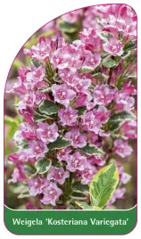 etykieta-szkolkarska-weigela-kosteriana-variegata-b