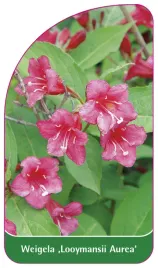 etykieta-szkolkarska-weigela-looymansii-aurea-a