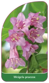 etykieta-szkolkarska-weigela-praecox