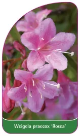 etykieta-szkolkarska-weigela-praecox-rosea