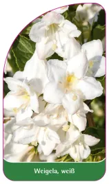 etykieta-szkolkarska-weigela-weiss