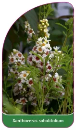 etykieta-szkolkarska-xanthoceras-sobolifolium