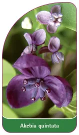 etykieta-szkolkarska-akebia-quintata