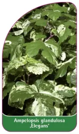 etykieta-szkolkarska-ampelopsis-glandulosa-elegans