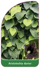 etykieta-szkolkarska-aristolochia-durior